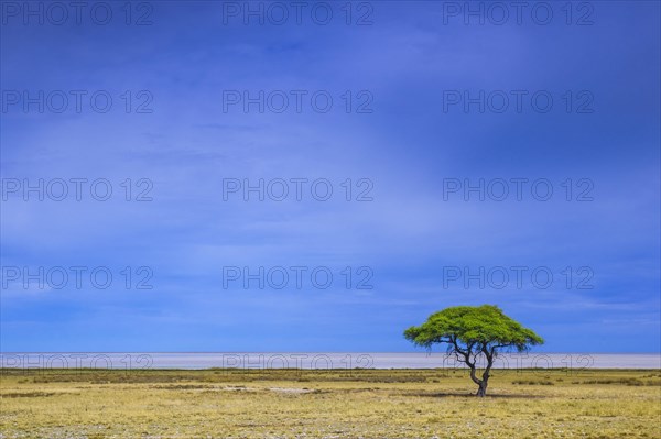 Tree at the edge of the salt pan