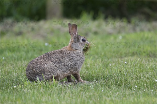 European rabbit