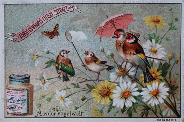 Bilderserie Aus der Vogelwelt