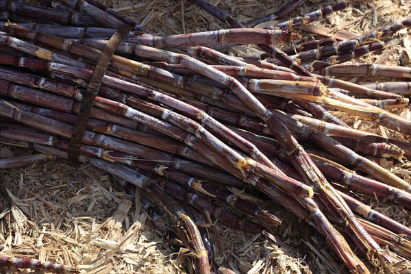 Cut sugar cane