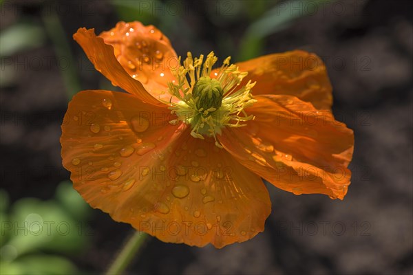 Iceland poppy