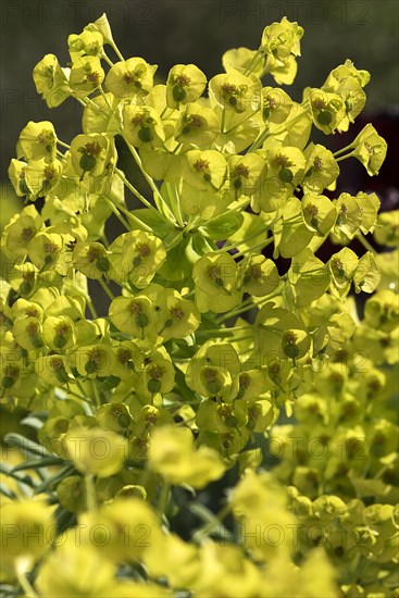 Mediterranean spurge