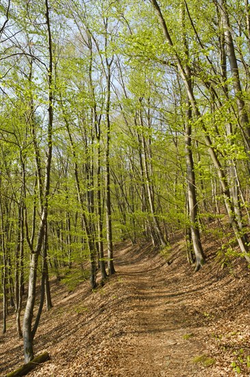 Forest path