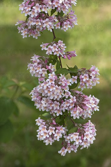 Flowering branch of a lovely Weigelie