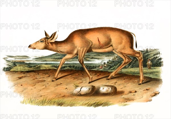 Black-tailed deer