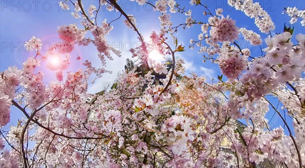 Cherry blossoms backlit