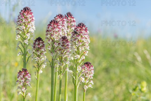 Burnt orchis