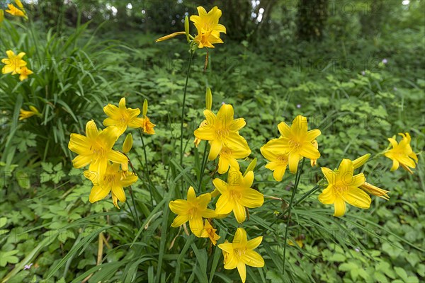 Yellow daylilies