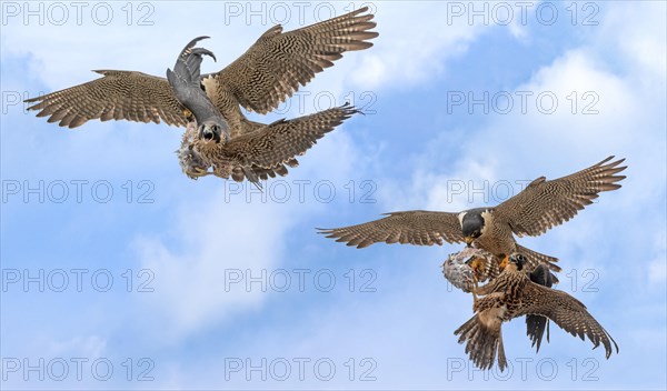 Hawk in flight with fish in its claws