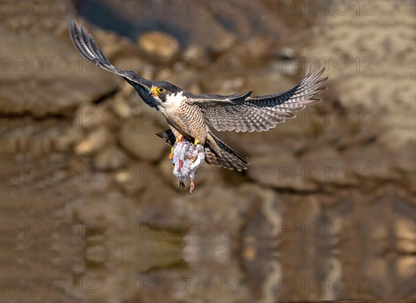 Hawk in flight with fish in its claws