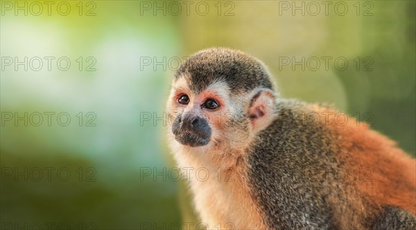 Squirrel monkey looking straight ahead