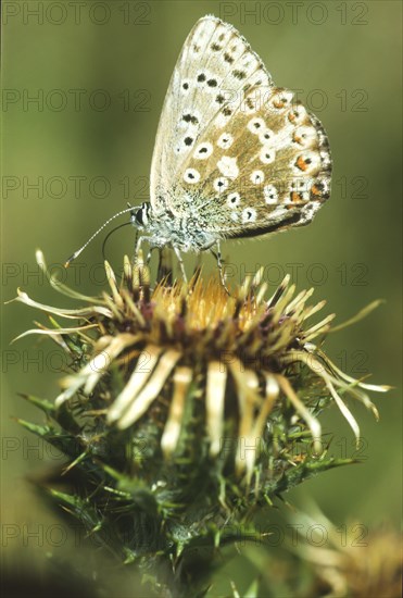 Common blue butterfly