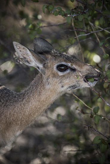 Kirk dikdik or kirk's dik-dik