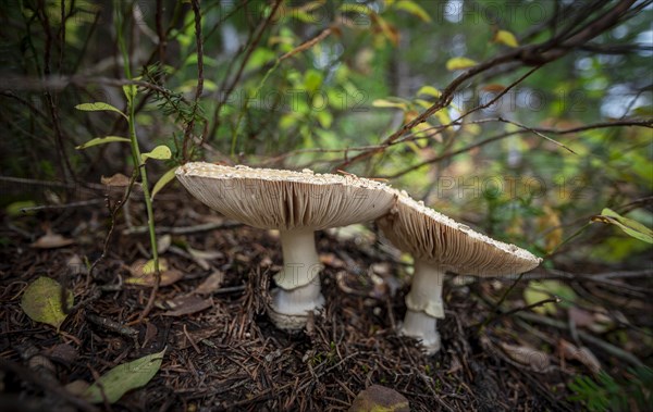 Pearl mushroom