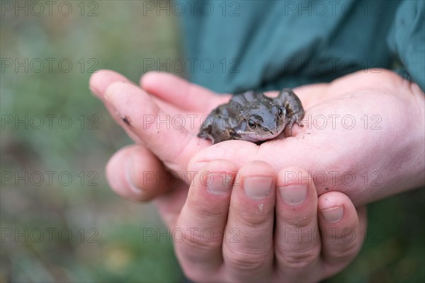 Grasfrosch