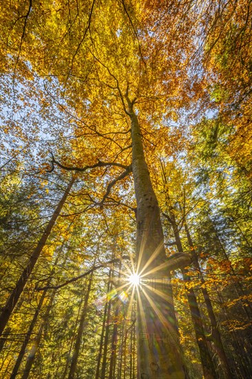 Yellow beech tree