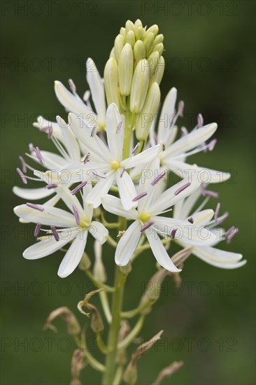 Grass lily