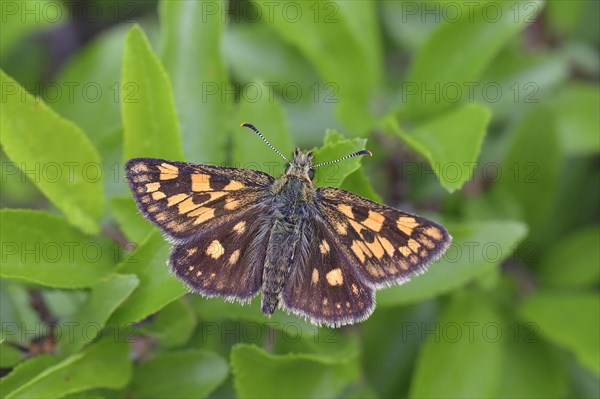 Chequered skipper