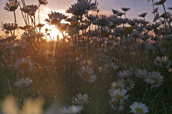 Blur experiment on a flowering meadow in summer