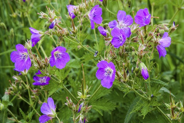 Wood cranesbill