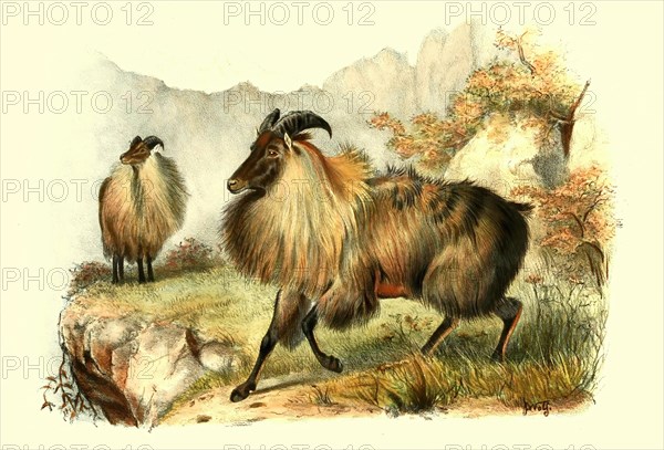 Himalayan tahr