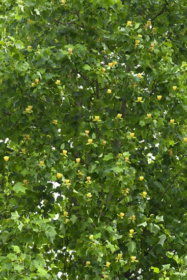 Flowering tulip tree