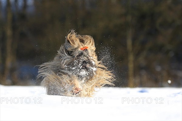 Lhasa Apso running in the snow