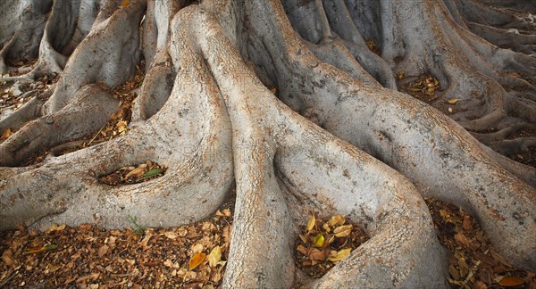 Rootwork of an old tree