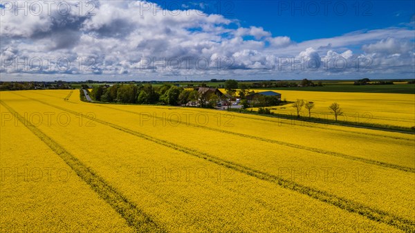 Rape field in bloom on the Nordstrand peninsula