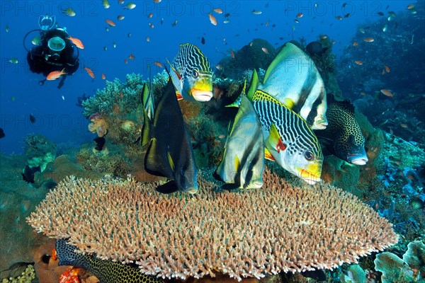 Diver observes group of sharp-headed batfish