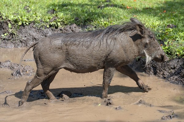 Common warthog