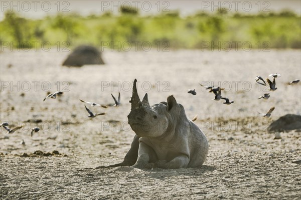 Black rhinoceros