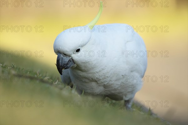 Sulphur-crested cockatoo