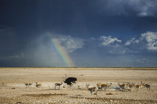 Rainbow over the Etosha Pan