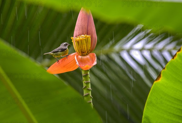 Great kiskadee