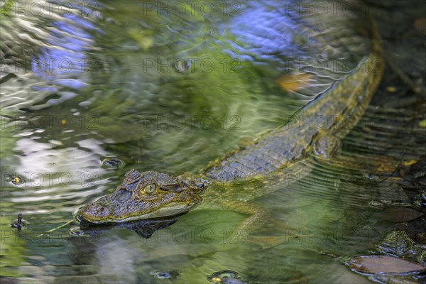 Young spectacled caiman