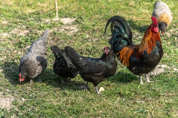 Rooster and hens in a farmyard. Educational Farm
