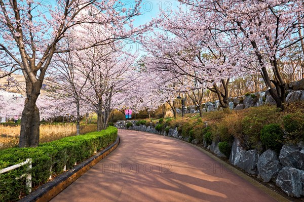 Blooming sakura cherry blossom alley in park in spring