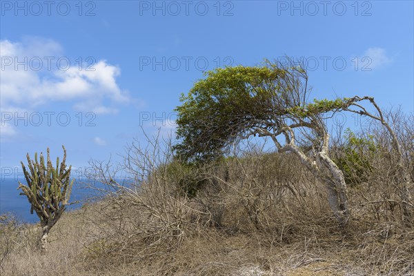 Windschiefer Baum