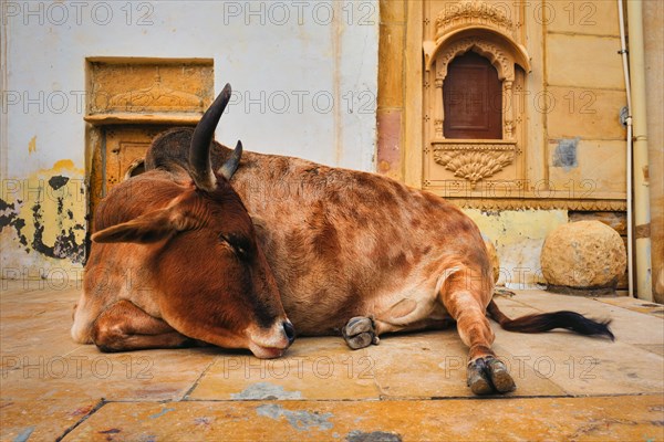 Indian cow resting sleeping in the street