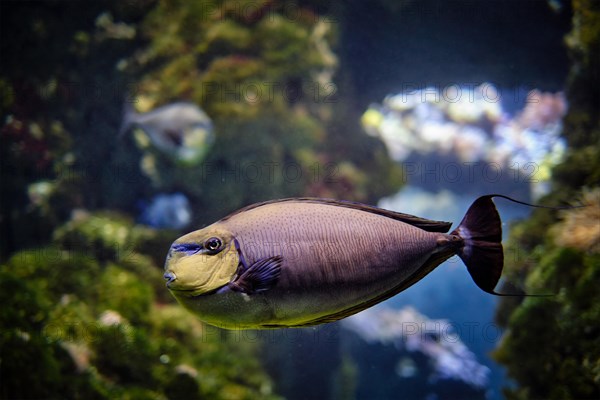 Bignose unicornfish