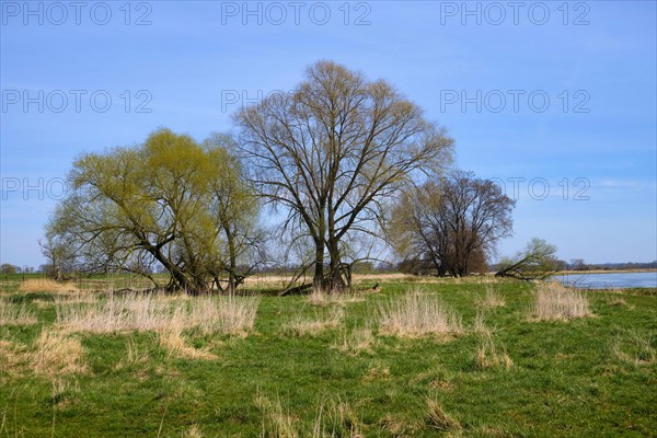 Landschaft am Fluss Oder im Fruehling