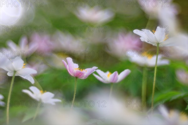 Wood anemone