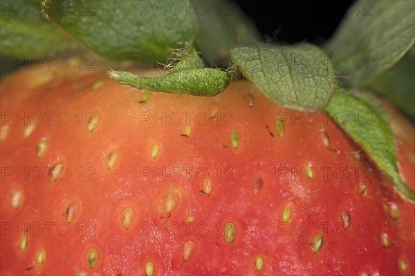 Nahaufnahme einer Garten Erdbeere