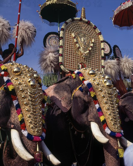 Caparisoned elephants in Pooram festival