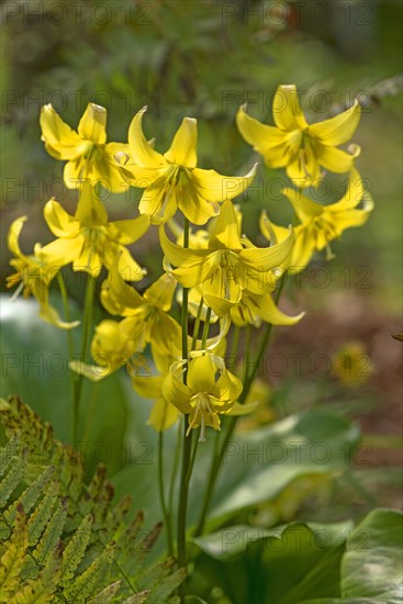 Yellow Dogtooth