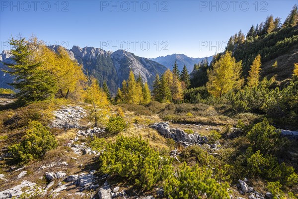 Larch forest in autumn