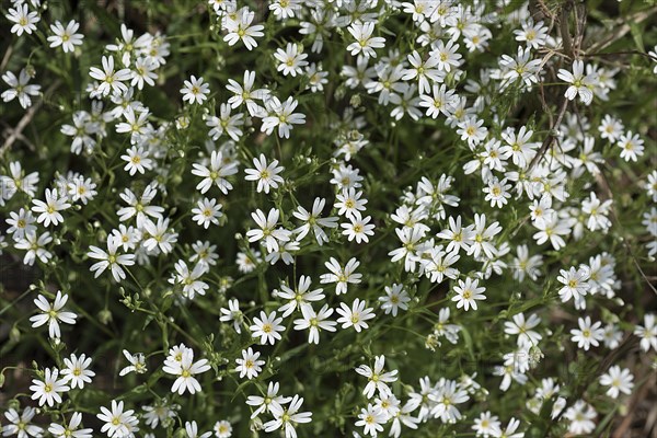 Flowering greater stitchwort