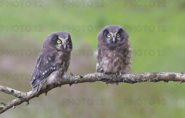 Tengmalm's Owl