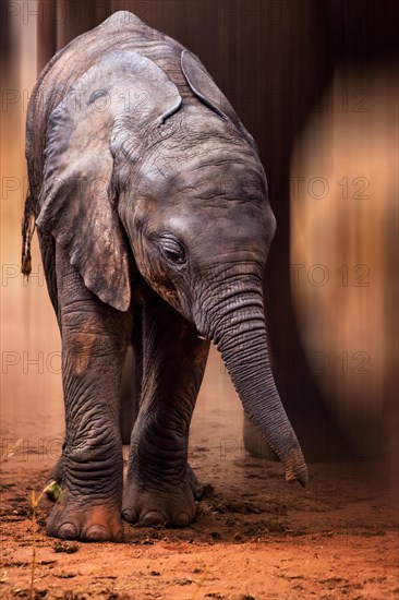 African elephant